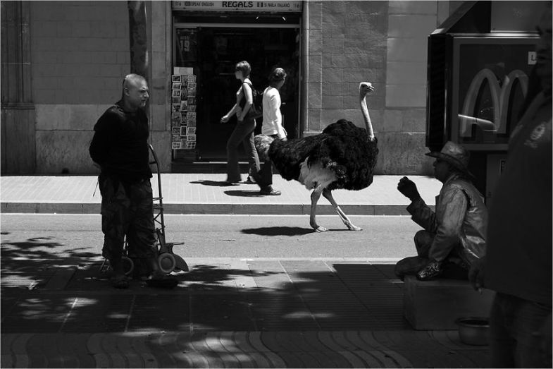 Zoo Animals Invade The Streets To Show What Tolerant Society Would Look Like