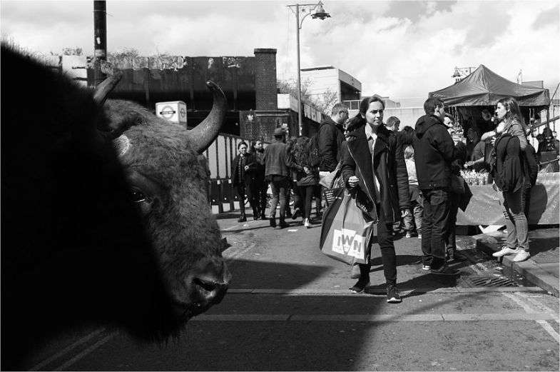 Zoo Animals Invade The Streets To Show What Tolerant Society Would Look Like