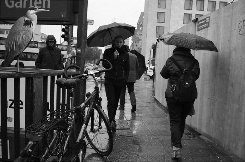 Zoo Animals Invade The Streets To Show What Tolerant Society Would Look Like