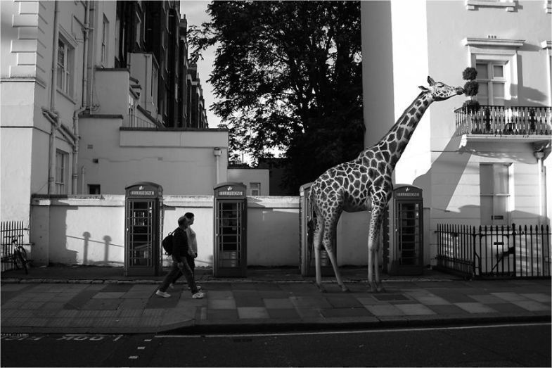 Zoo Animals Invade The Streets To Show What Tolerant Society Would Look Like