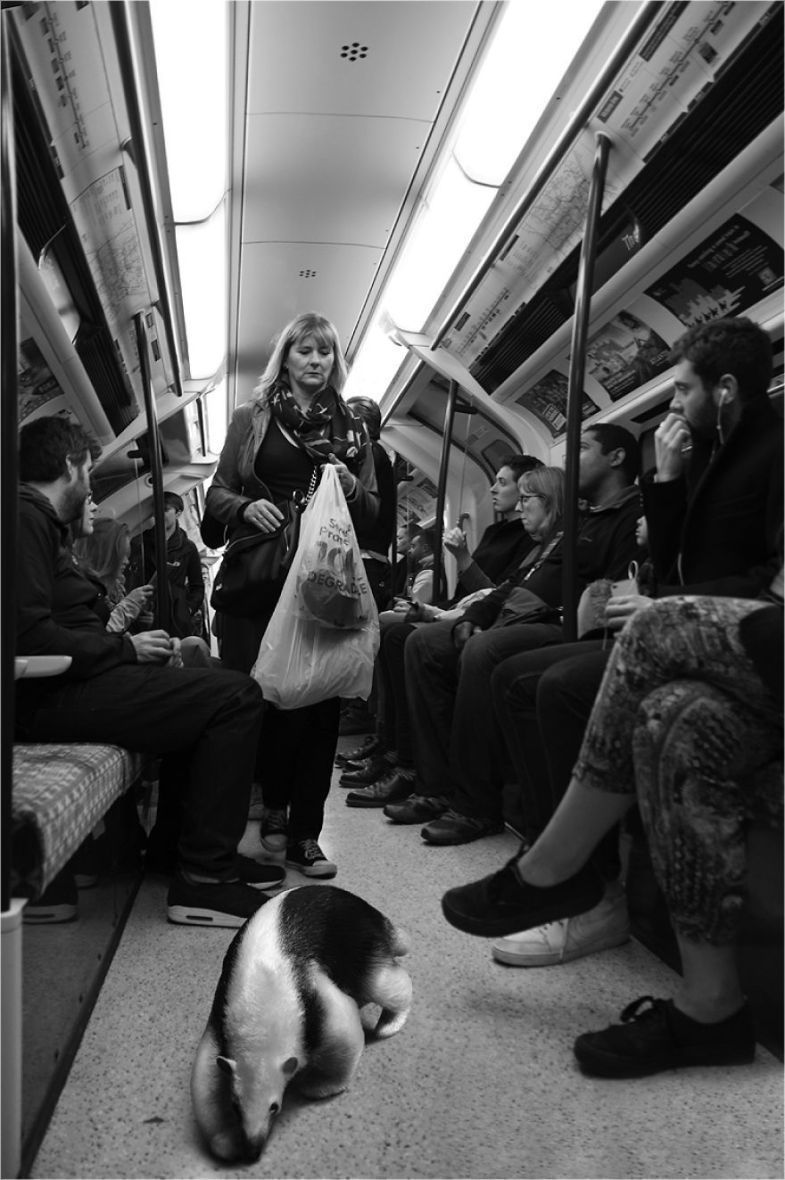 Zoo Animals Invade The Streets To Show What Tolerant Society Would Look Like