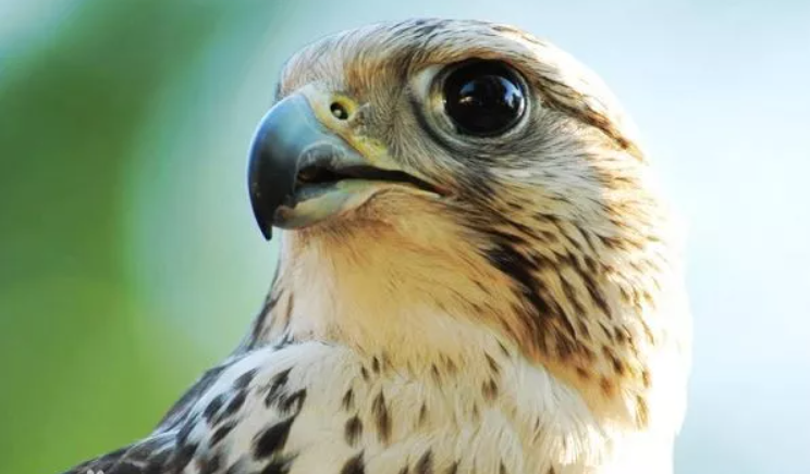 1721782465439851.png 1721782453755.png